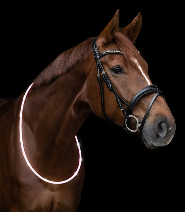 LED-Halsriemen für Pferde